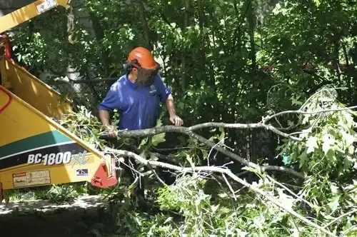 tree services Shrub Oak